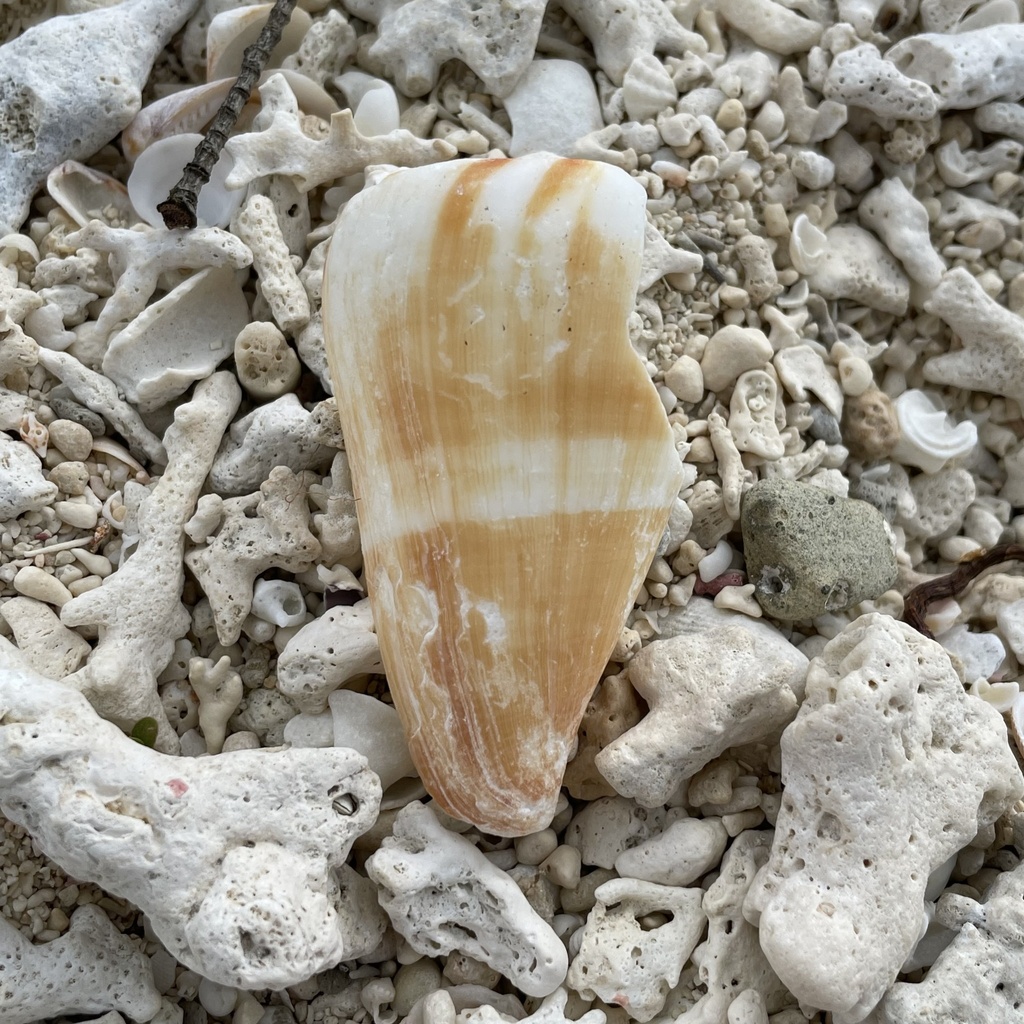 Flag cone