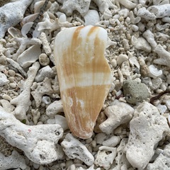 Conus vexillum