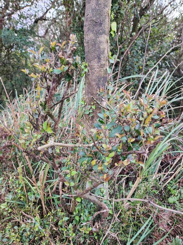 Eurya crenatifolia (Eurya crenatifolia)