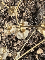 Physalis neomexicana