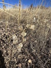 Physalis neomexicana