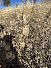 Physalis neomexicana
