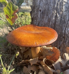 Omphalotus subilludens