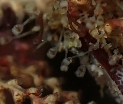 Entoprocta