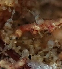 Entoprocta