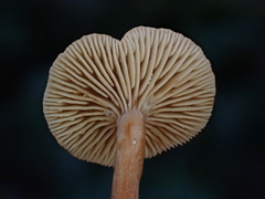 Russularia