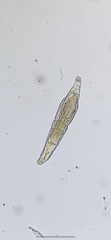 Bdelloidea