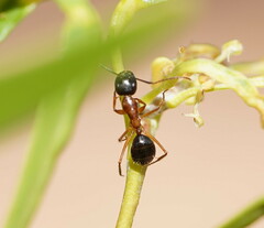 Camponotus terebrans
