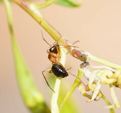Camponotus terebrans