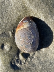 Bulla gouldiana