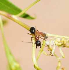 Camponotus terebrans