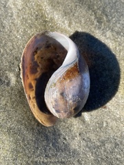 Bulla gouldiana