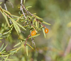 Pimelea microcephala