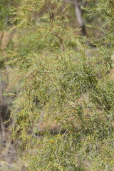 Pimelea microcephala