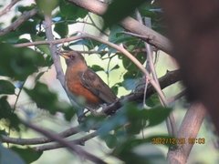 Turdus chrysolaus