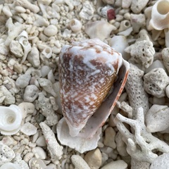 Conus fulgetrum