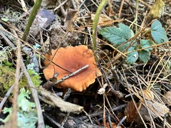 Lactarius rubidus