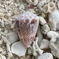 Conus fulgetrum