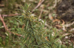 Olearia viscidula
