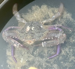 Achelous xantusii
