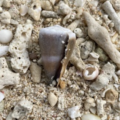 Conus lividus
