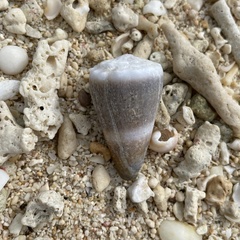 Conus lividus
