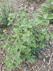 Origanum majorana