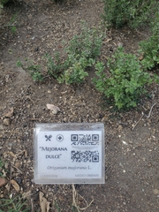 Origanum majorana