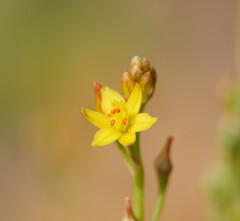 Bulbine semibarbata