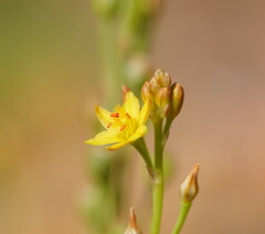 Bulbine semibarbata
