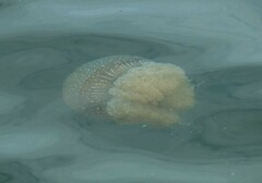 Phyllorhiza punctata