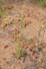 Bulbine semibarbata