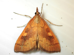 Mnesictena flavidalis