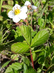 Fragaria orientalis