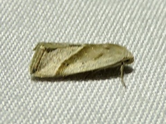 Micrathetis dasarada