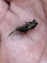 Popplepsalta notialis