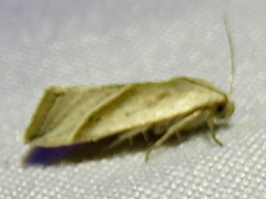 Micrathetis dasarada