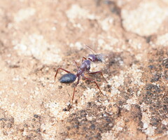 Camponotus aurocinctus