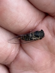 Popplepsalta notialis