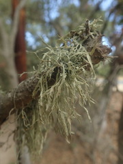 Ramalina subleptocarpha