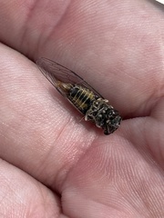 Popplepsalta notialis