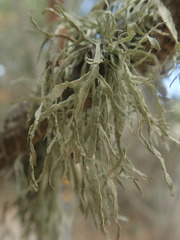 Ramalina subleptocarpha