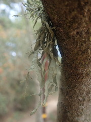 Ramalina subleptocarpha