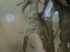 Ramalina subleptocarpha