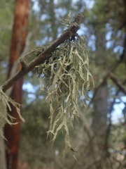 Ramalina subleptocarpha