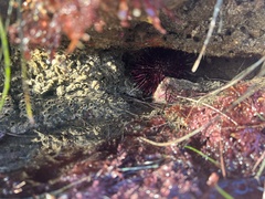 Mesocentrotus franciscanus