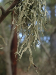 Ramalina subleptocarpha