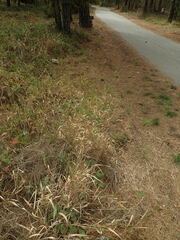 Phalaris californica