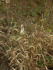 Phalaris californica