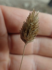 Phalaris californica